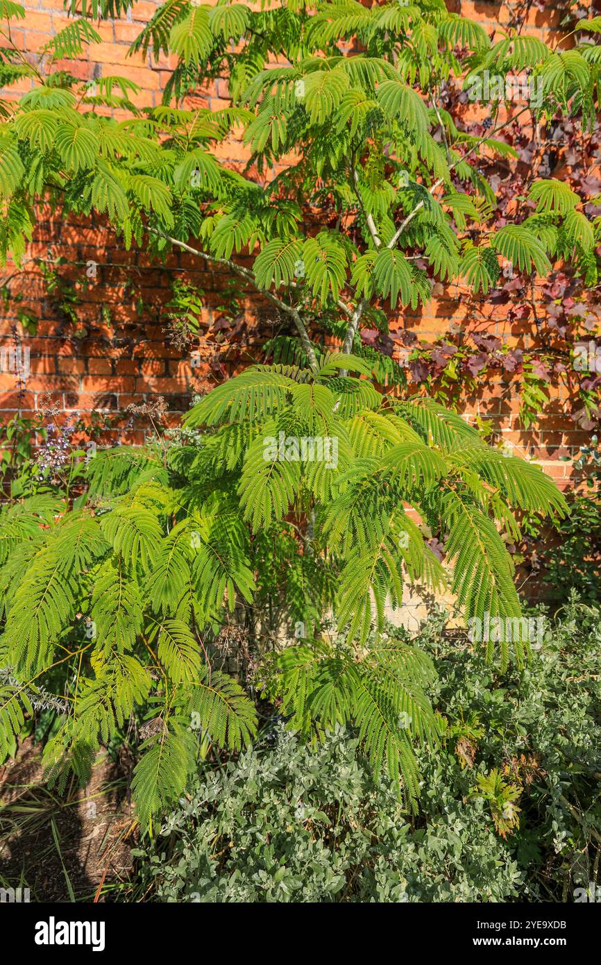 Albizia julibrissin, the Persian silk tree, pink silk tree, or mimosa ...
