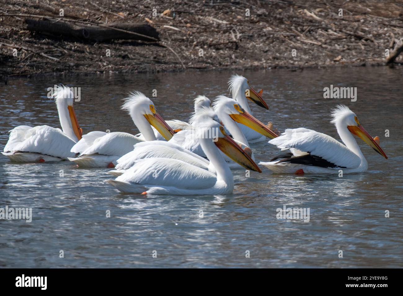 american-white-pelican-in-full-profile-hi-res-stock-photography-and