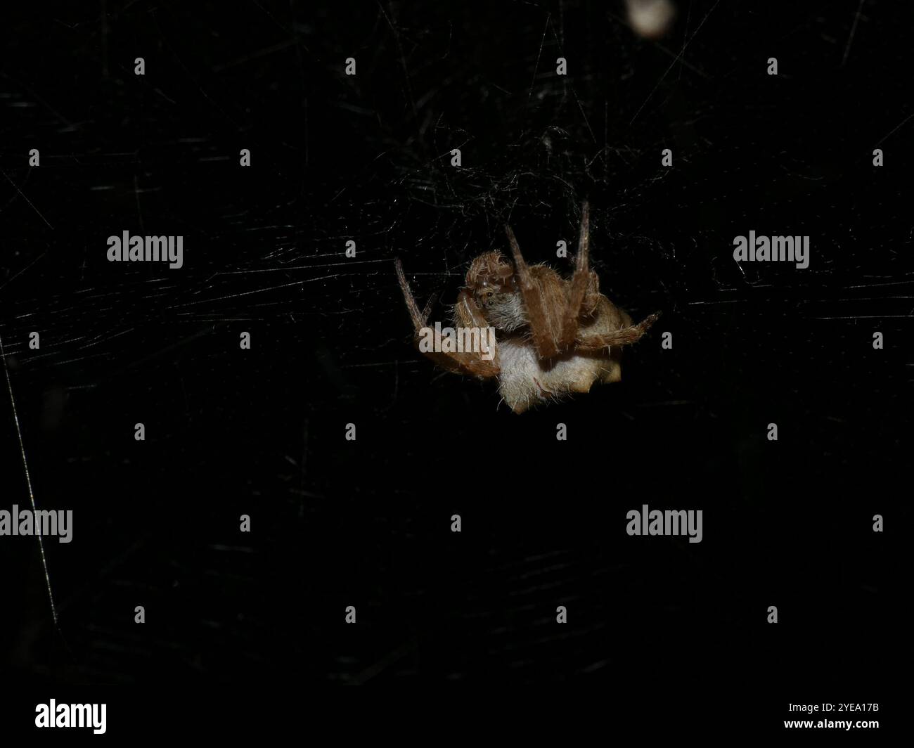 Tropical tent web spider hi-res stock photography and images - Alamy