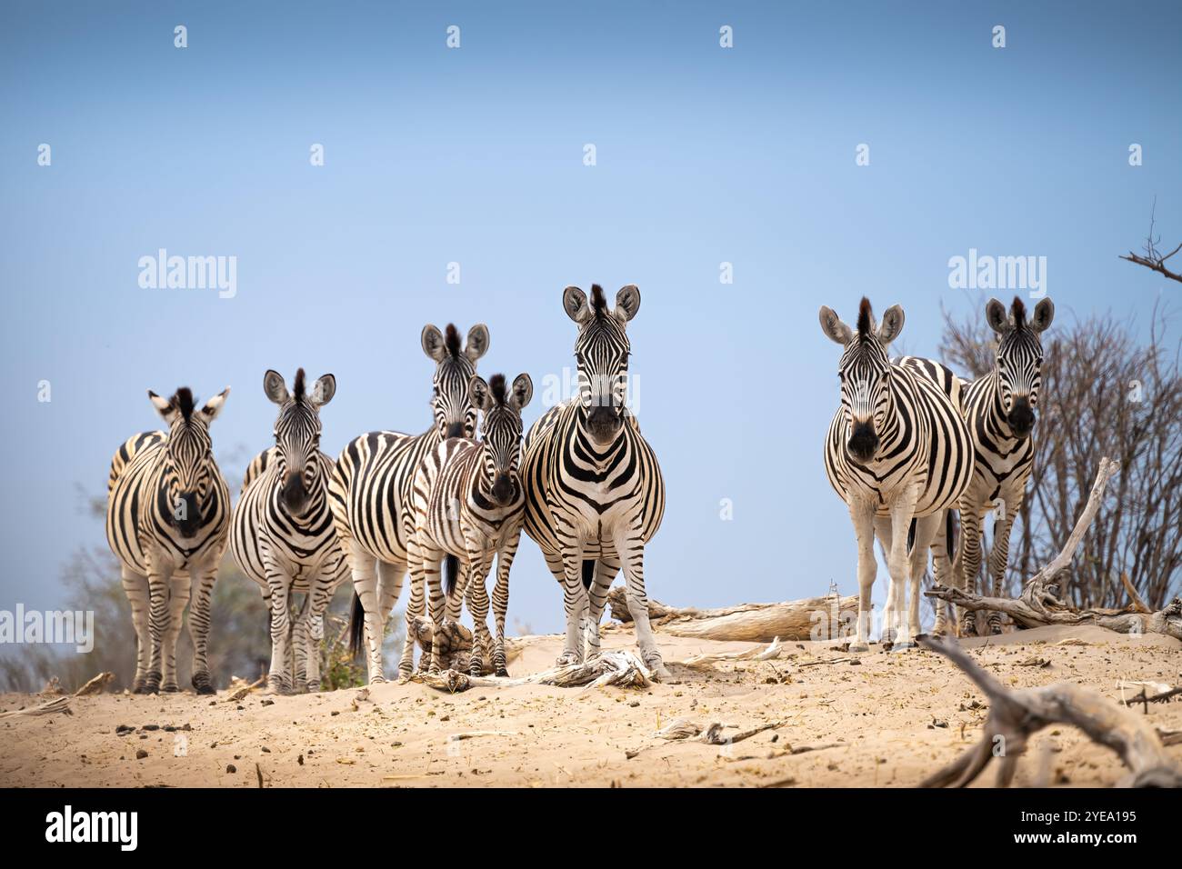 Zebras in desert hi-res stock photography and images - Alamy