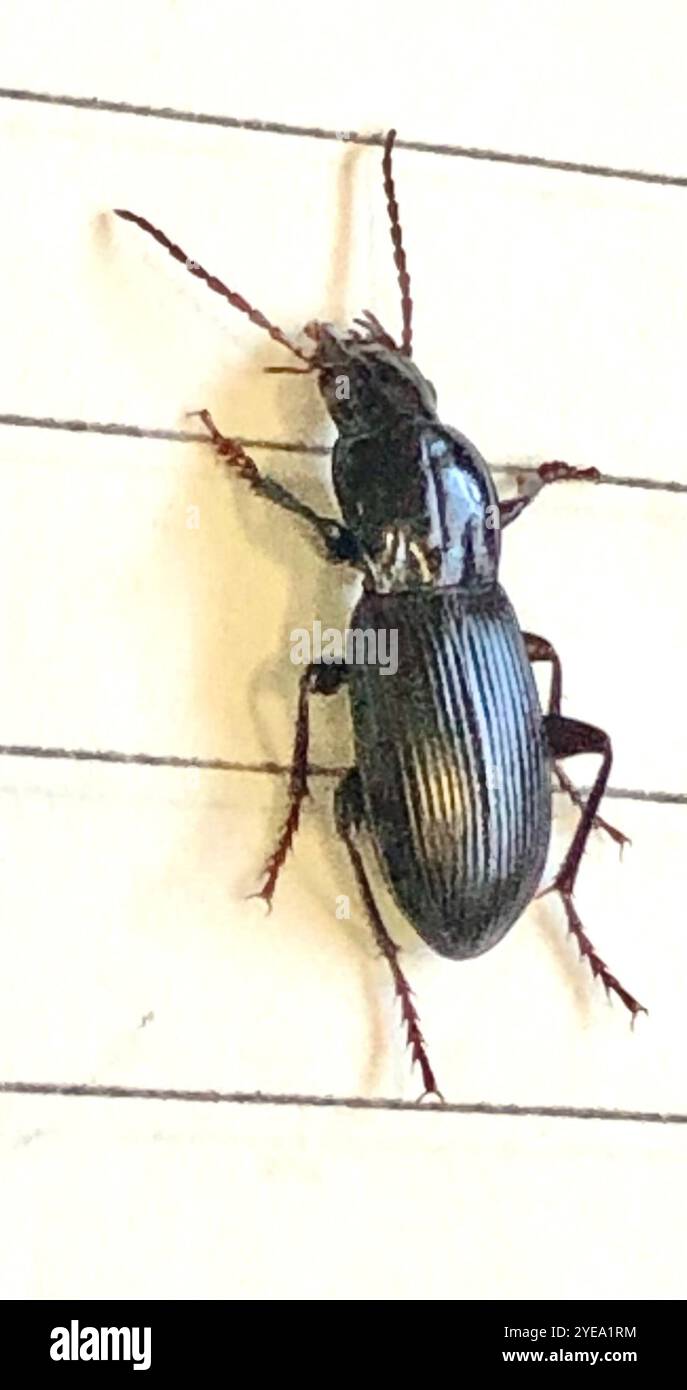 Clock Insect Blackclock Ground Beetles (Pterostichus Stock Photo - Alamy
