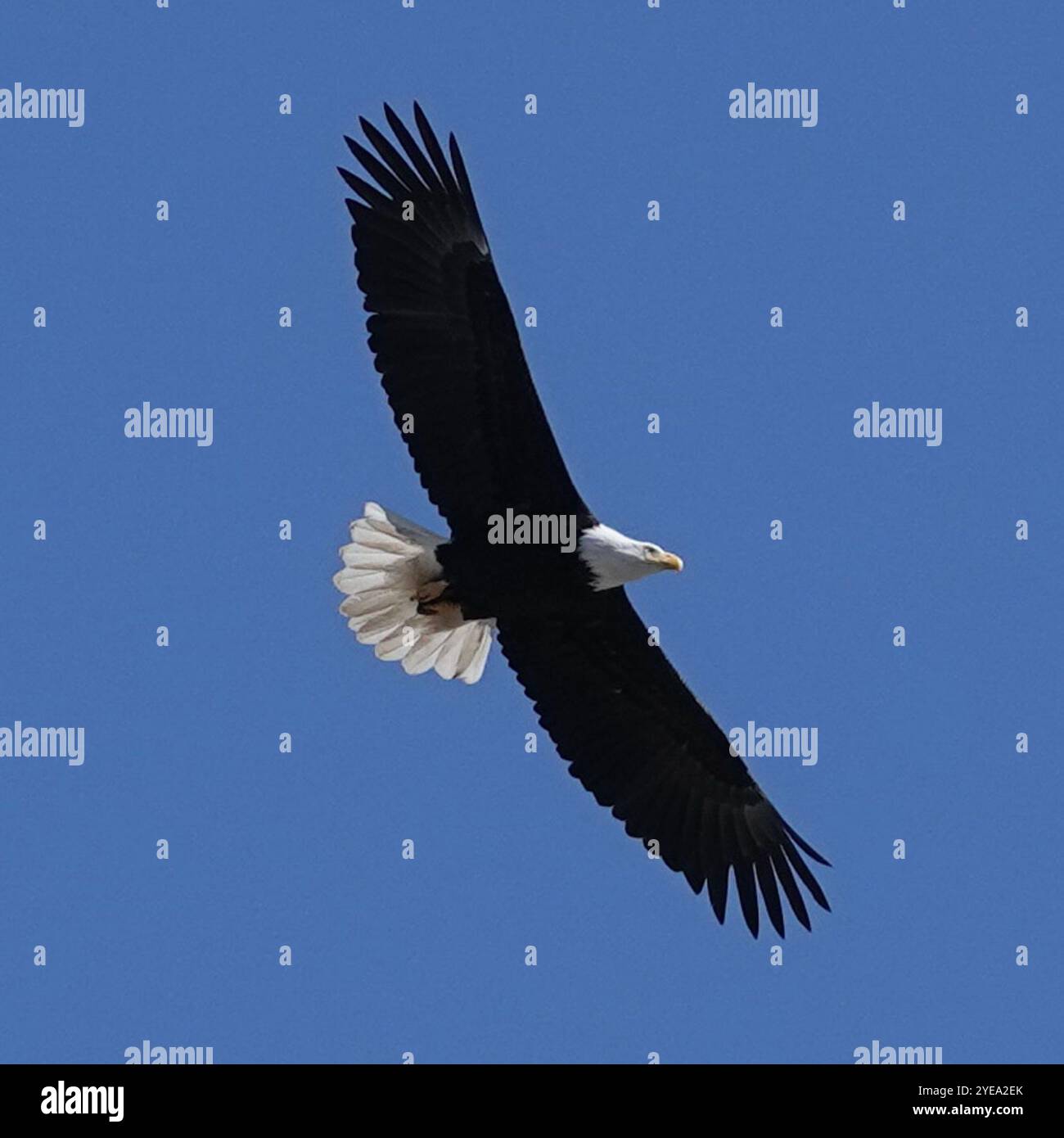 Bald Eagle (Haliaeetus leucocephalus Stock Photo - Alamy