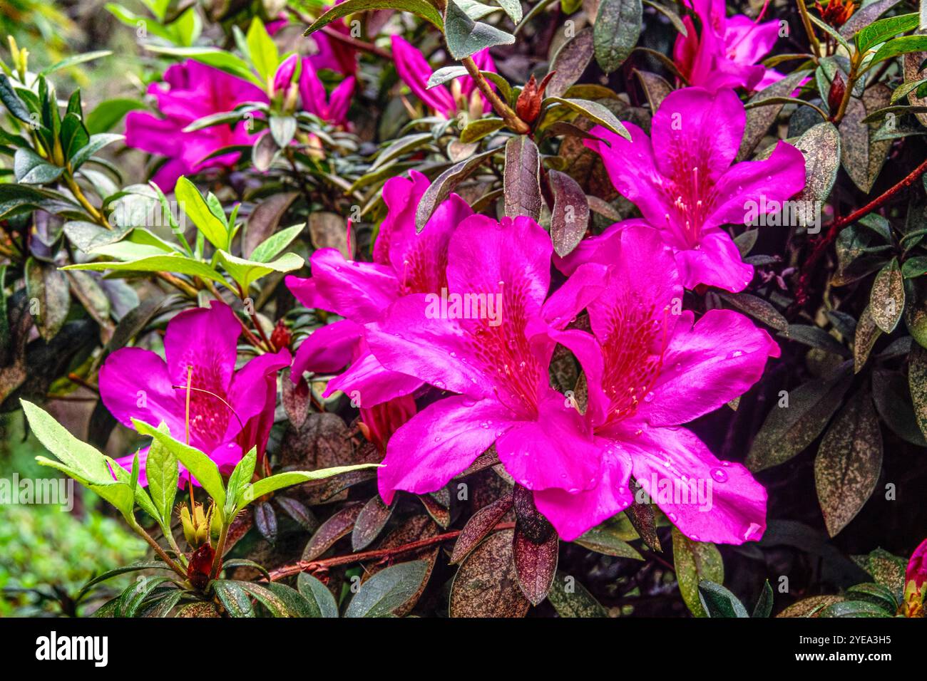 Azalea hawaii hi-res stock photography and images - Alamy