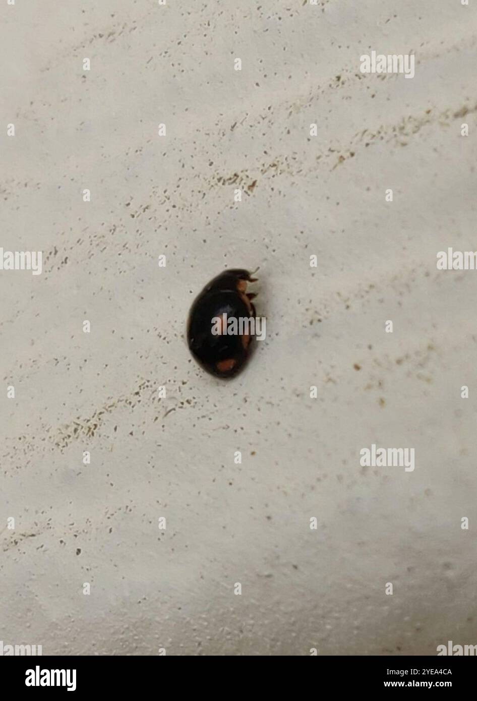 Four eyed beetle hi-res stock photography and images - Alamy