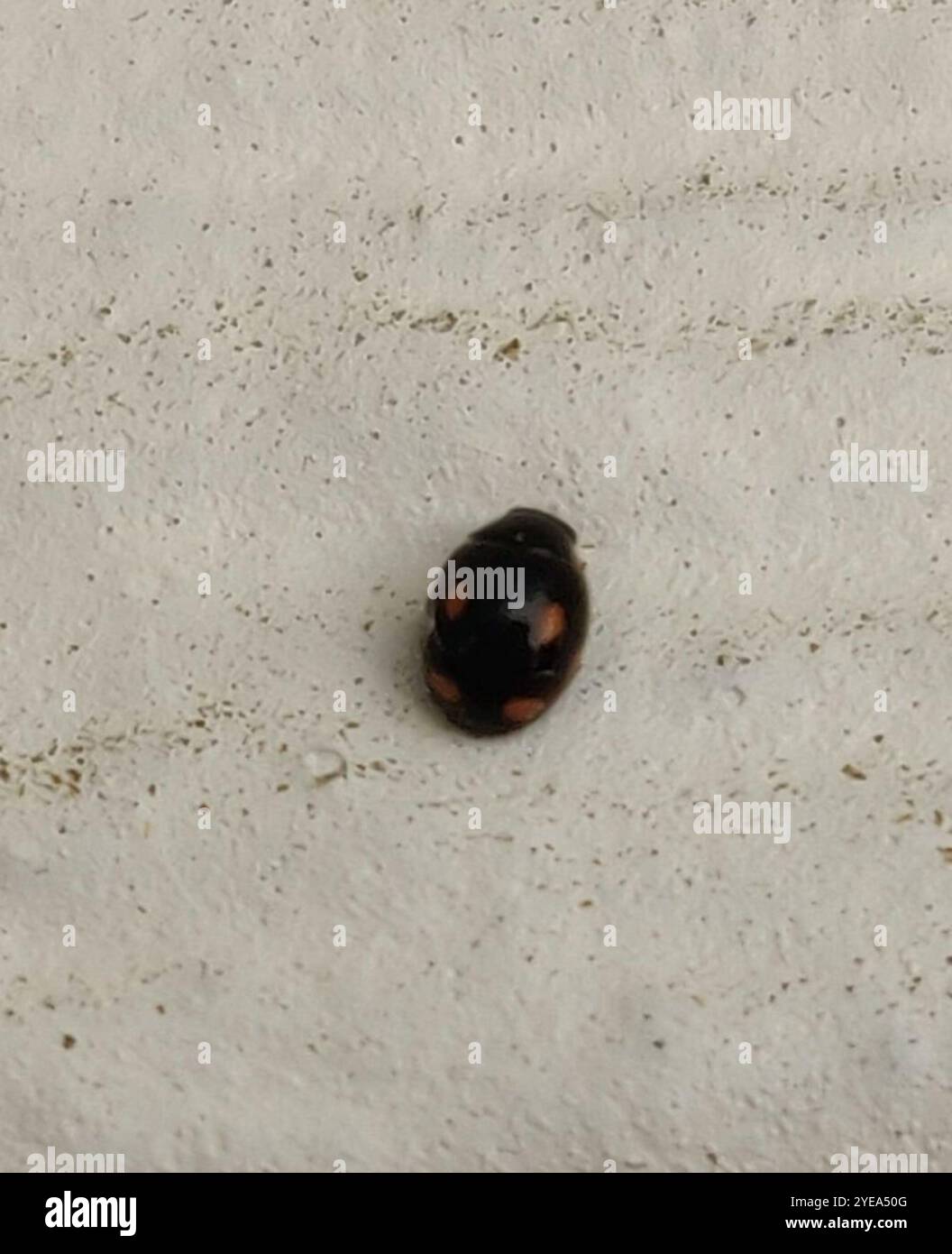 Four eyed beetle hi-res stock photography and images - Alamy
