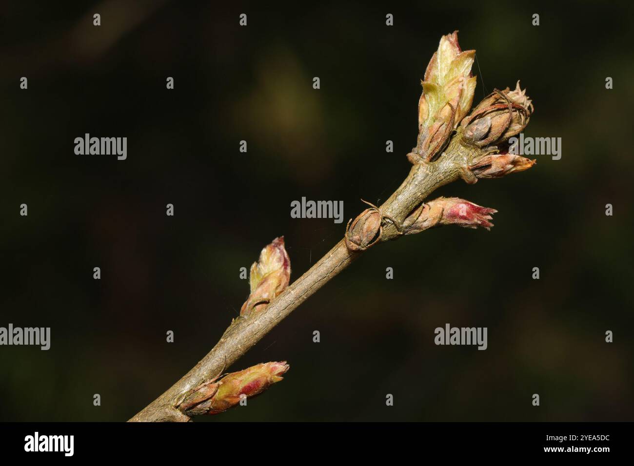 English oak (Quercus robur Stock Photo - Alamy