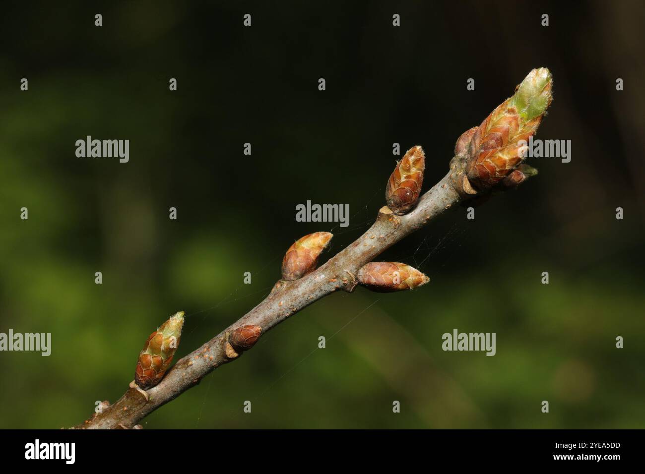 English oak (Quercus robur Stock Photo - Alamy