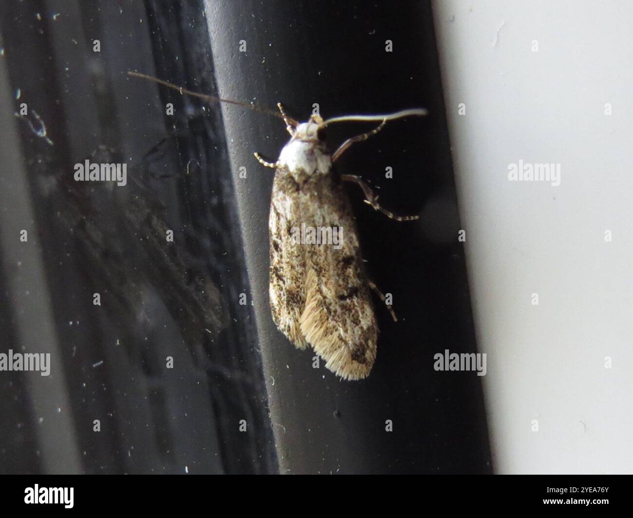 White shouldered moth hi-res stock photography and images - Alamy