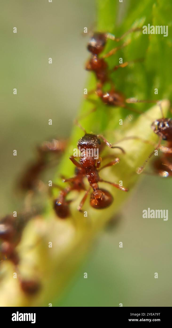 European Fire Ant Myrmica Hi res Stock Photography And Images Alamy european-fire-ant-myrmica-hi-res-stock-photography-and-images-alamy