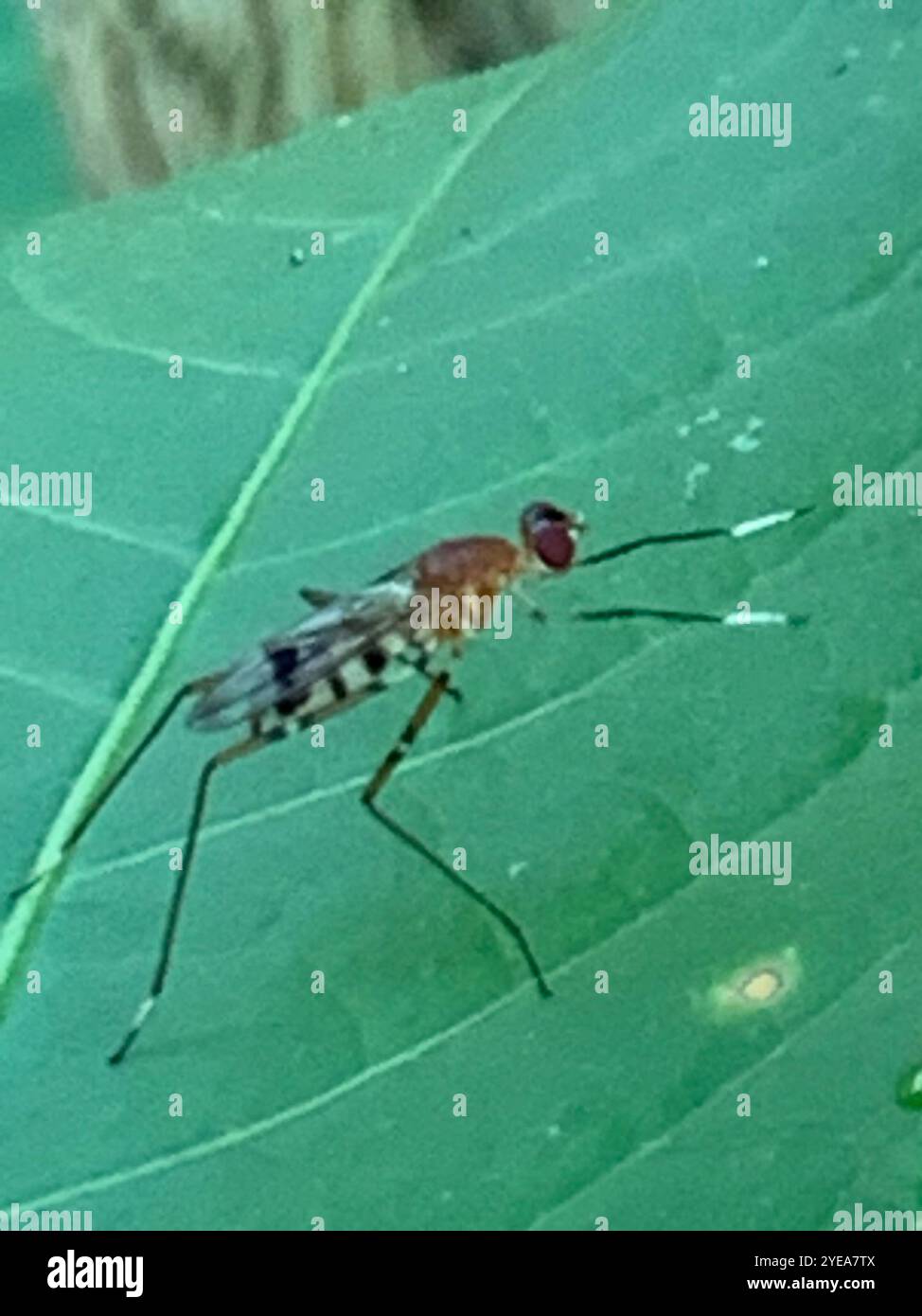 Micropezidae Stilt legged flies hi-res stock photography and images - Alamy