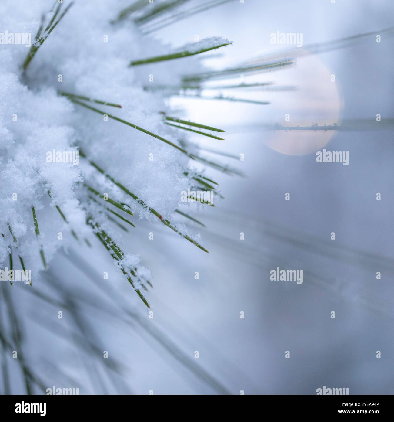 Pine needles covered with soft white snow hi-res stock photography and ...