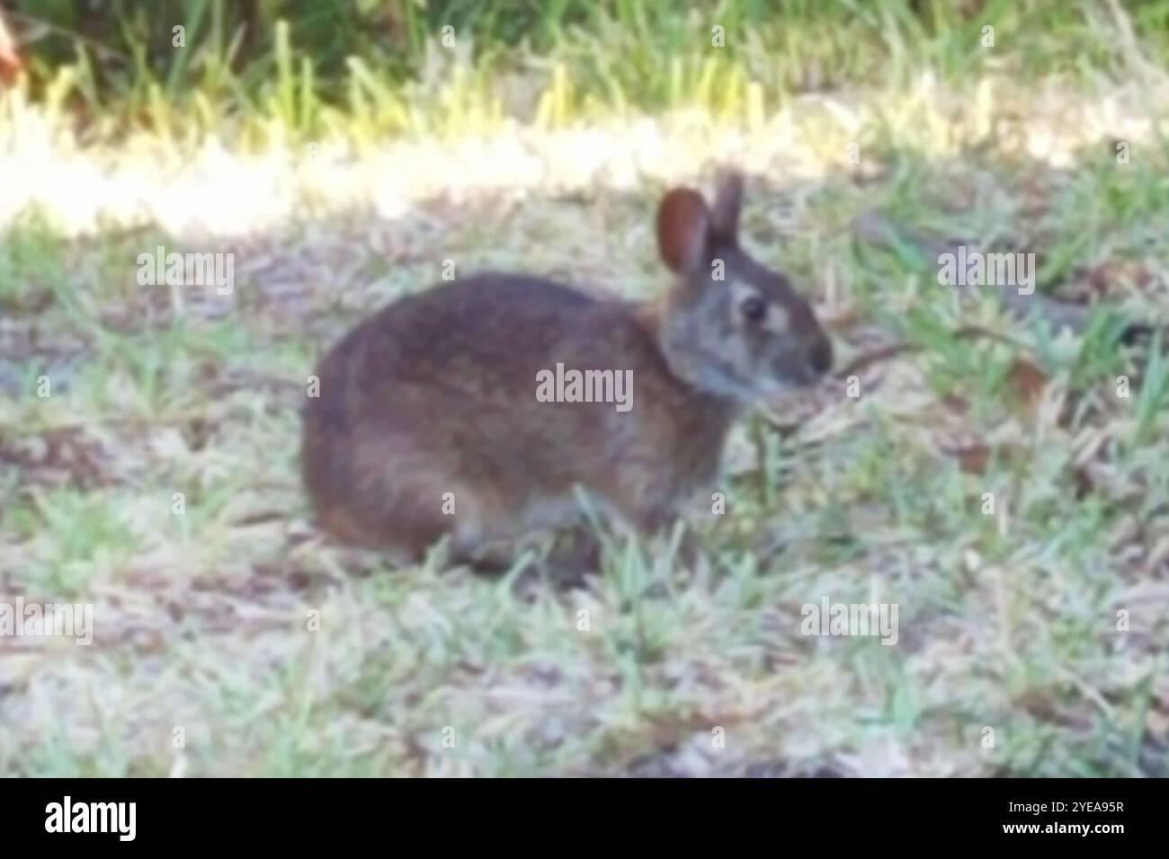 Marsh Rabbit (Sylvilagus palustris) Stock Photo