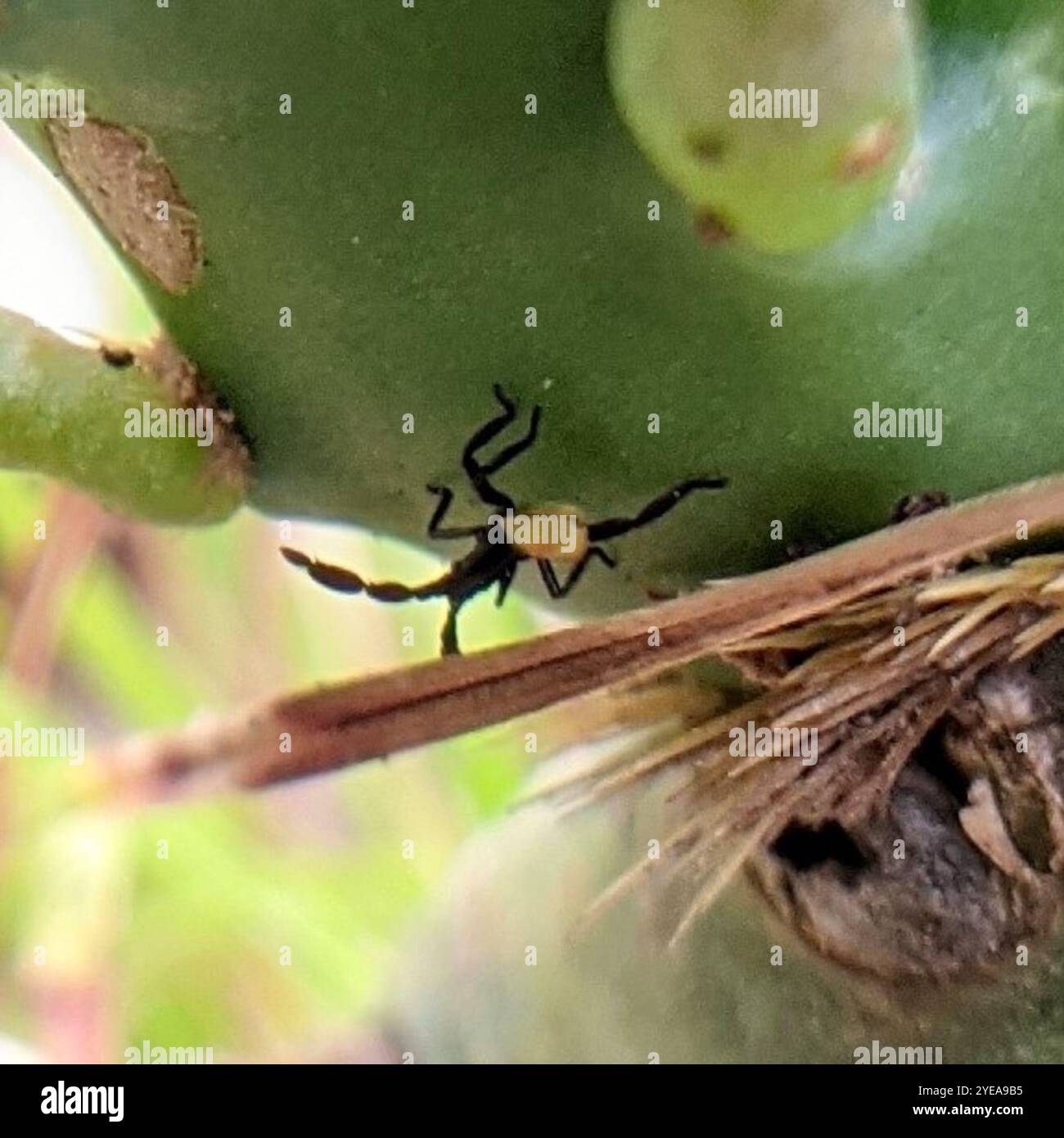Cactus coreid bug hi-res stock photography and images - Alamy