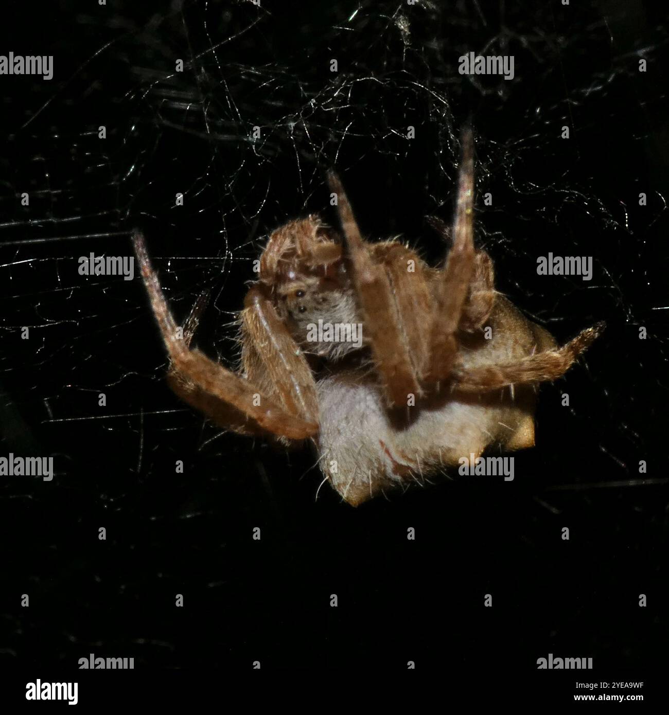 Tropical tent web spider hi-res stock photography and images - Alamy