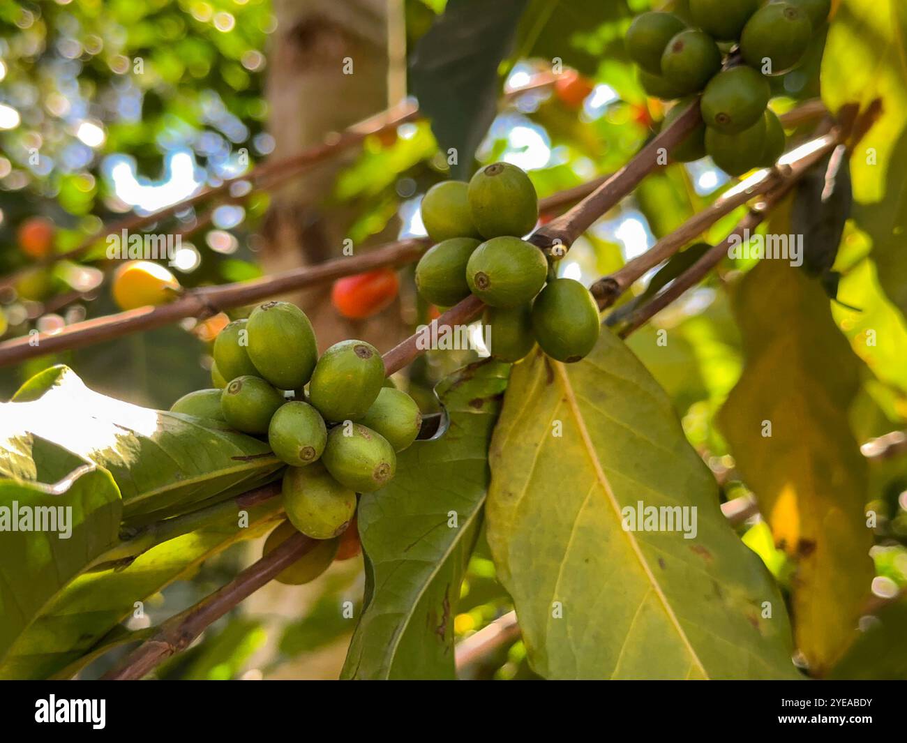 Unripe green coffee beans ripening on a plant in a plantation in central America - Smartphone Captured Stock Image