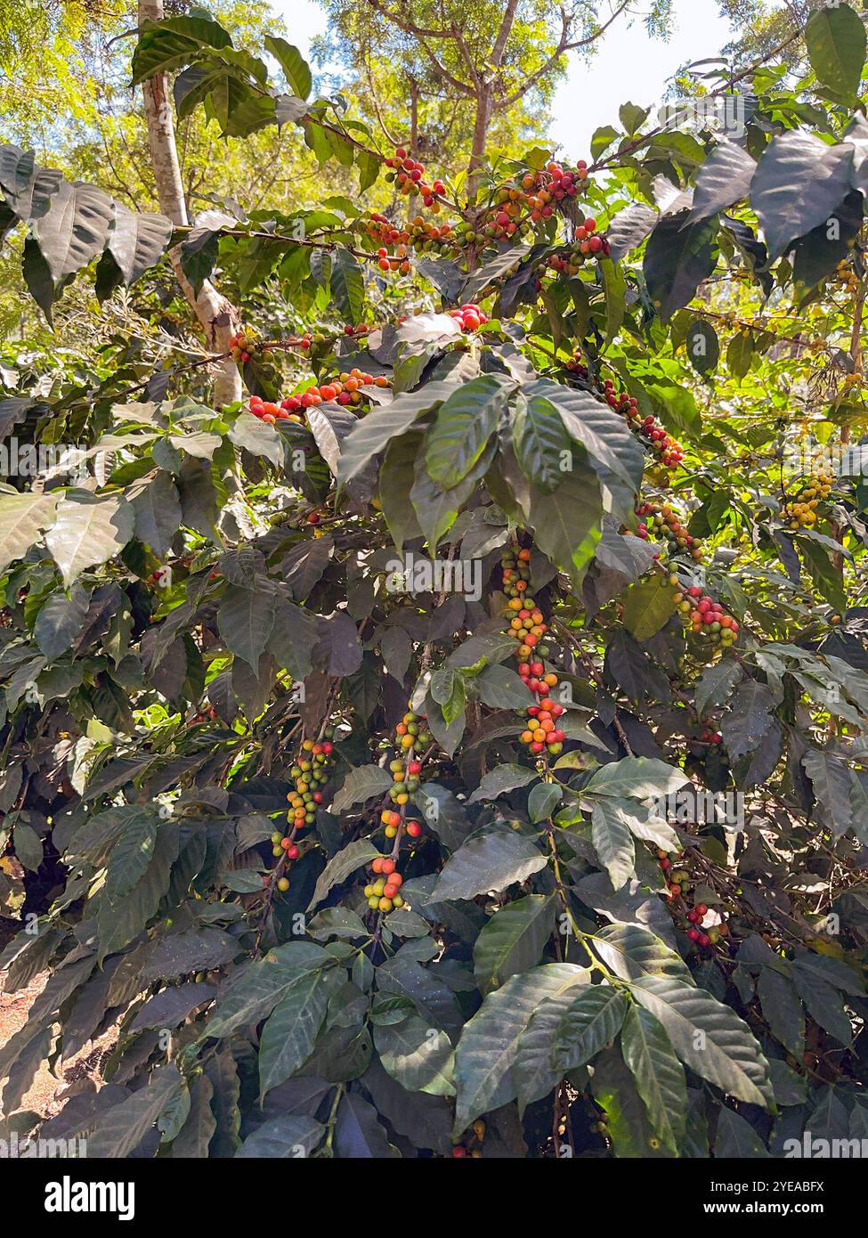 Ripe red and yellow coffee beans ripening on a plant in a plantation in central America - Smartphone Captured Stock Image