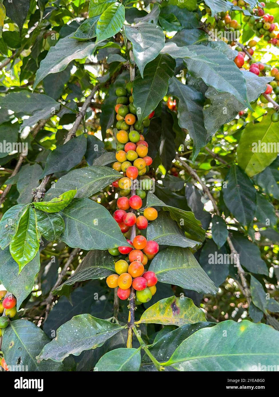 Coffee beans ripening on a plant in a plantation in central America - Smartphone Captured Stock Image