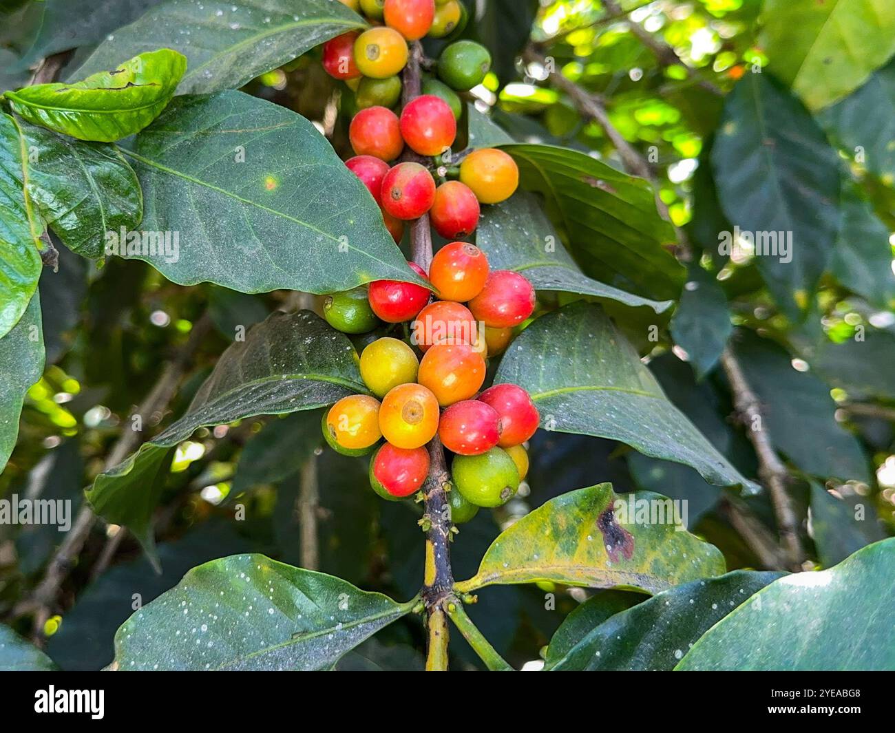 Coffee beans ripening on a plant in a plantation in central America - Smartphone Captured Stock Image