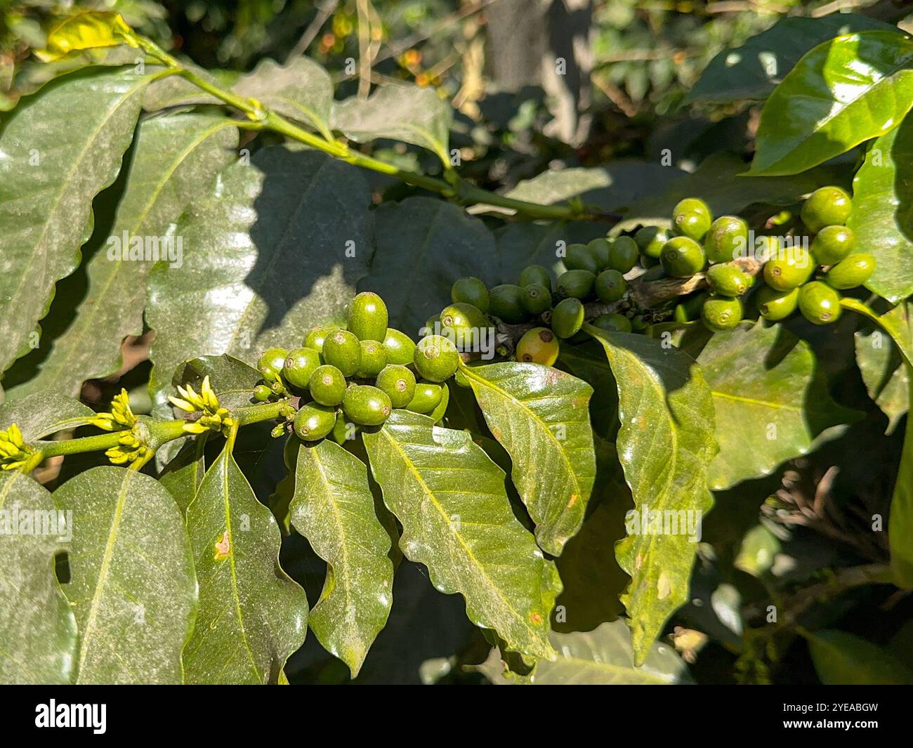 Unripe green coffee beans ripening on a plant in a plantation in central America - Smartphone Captured Stock Image