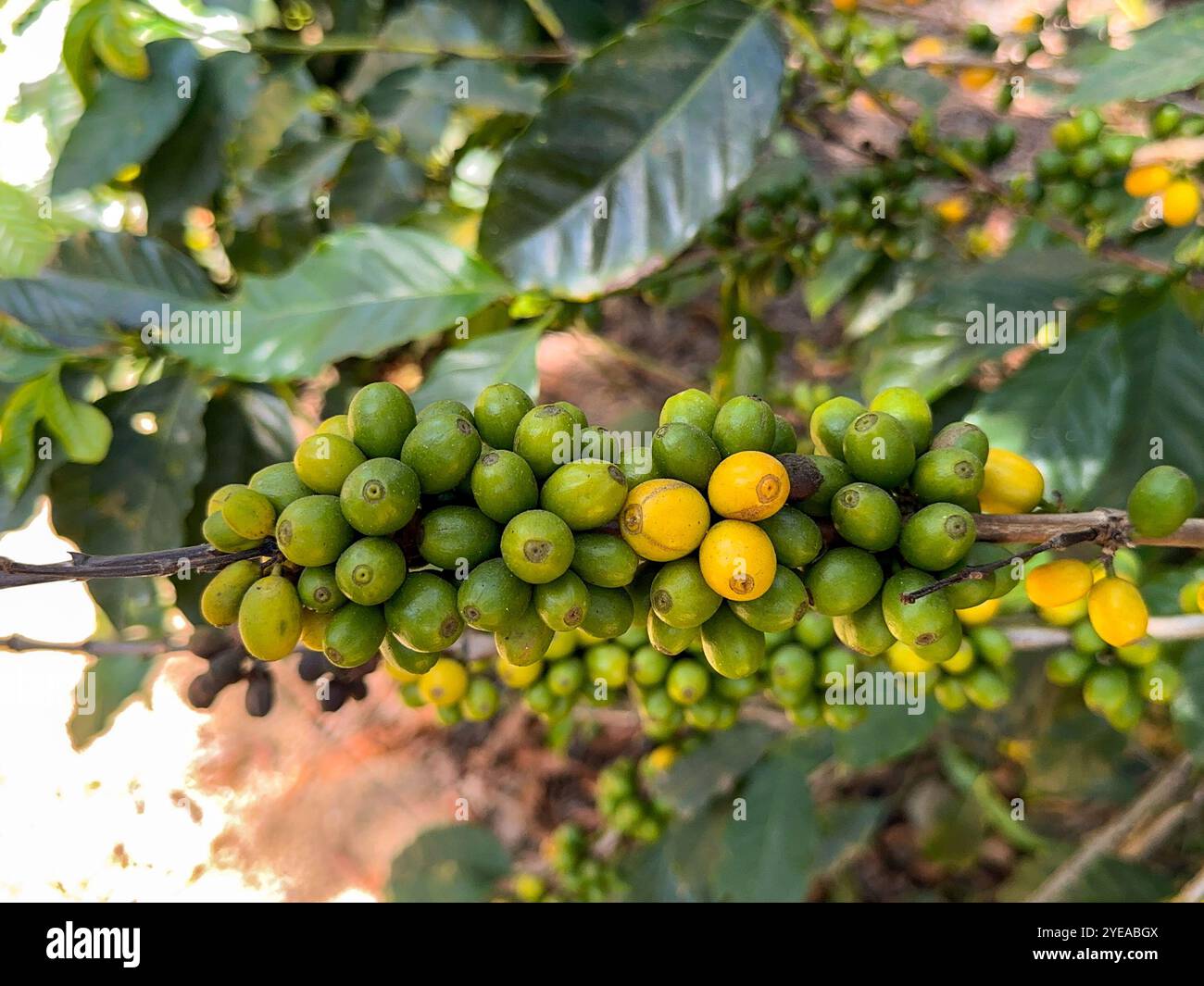 Unripe green coffee beans ripening on a plant in a plantation in central America - Smartphone Captured Stock Image