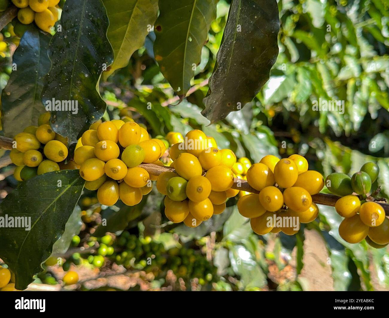 Ripe yellow coffee beans on a plantation in central America - Smartphone Captured Stock Image