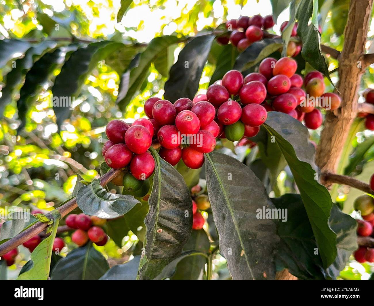 Ripe red coffee beans on a plantation in central America - Smartphone Captured Stock Image