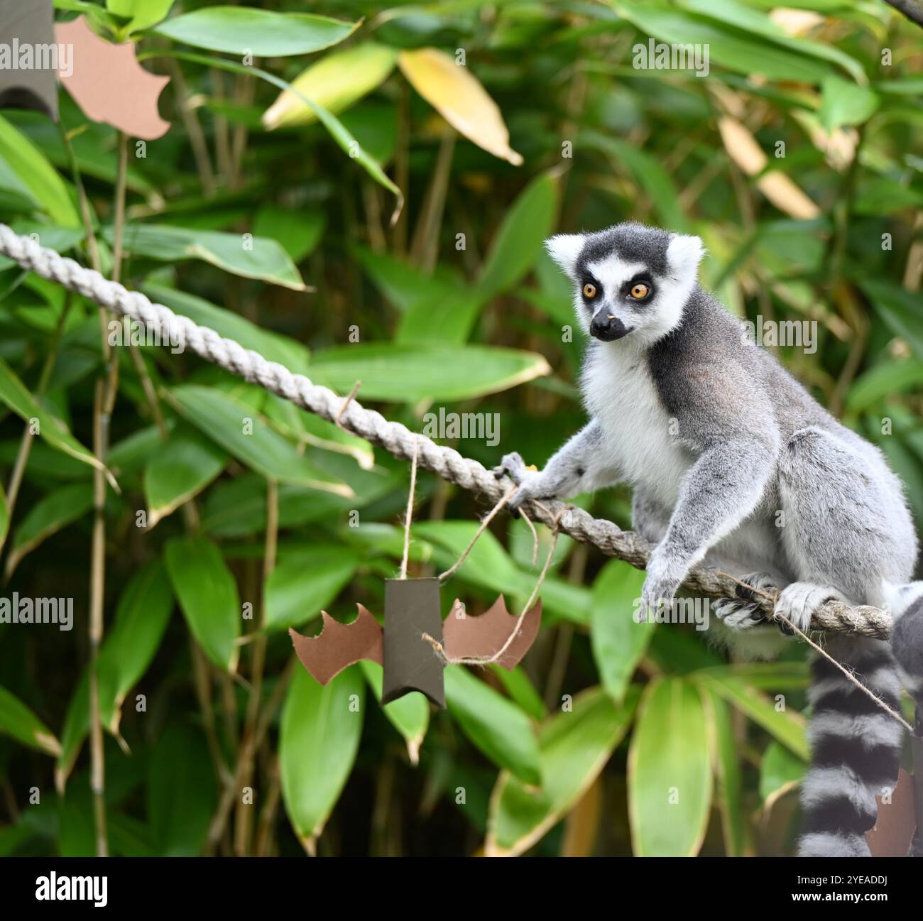 Ring-tailed Lemurs (Spirits of the forest ) enjoying mashed sweet ...