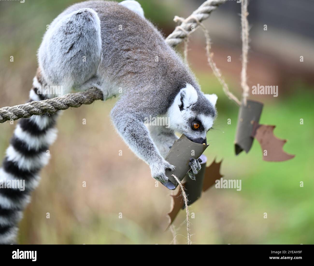 Ring-tailed Lemurs (Spirits of the forest ) enjoying mashed sweet ...