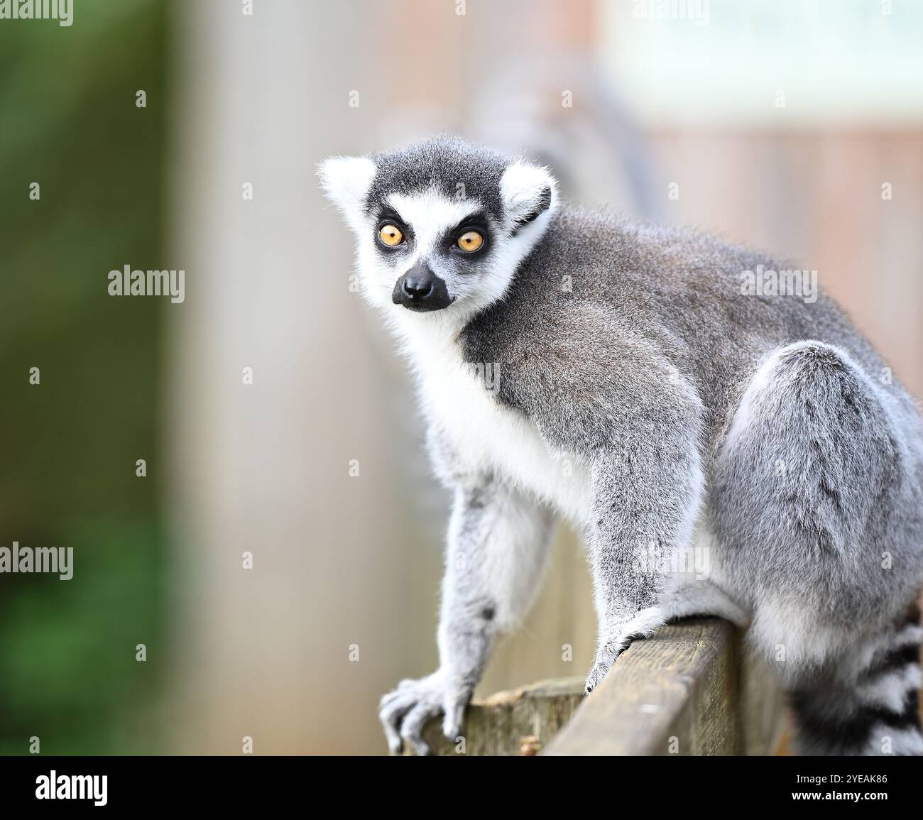 Ring-tailed Lemurs (Spirits of the forest ) enjoying mashed sweet ...