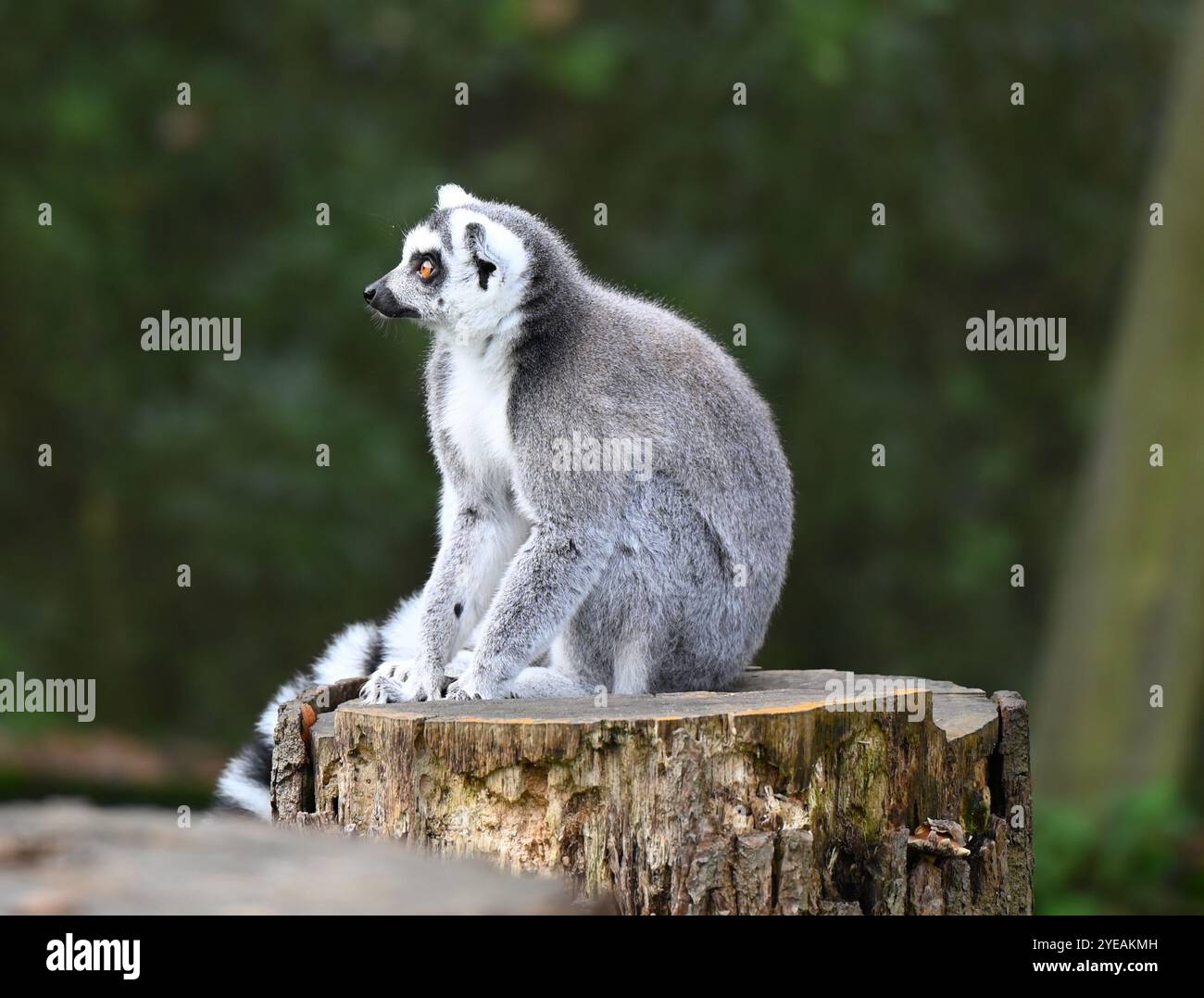 Ring-tailed Lemurs (Spirits of the forest ) enjoying mashed sweet ...