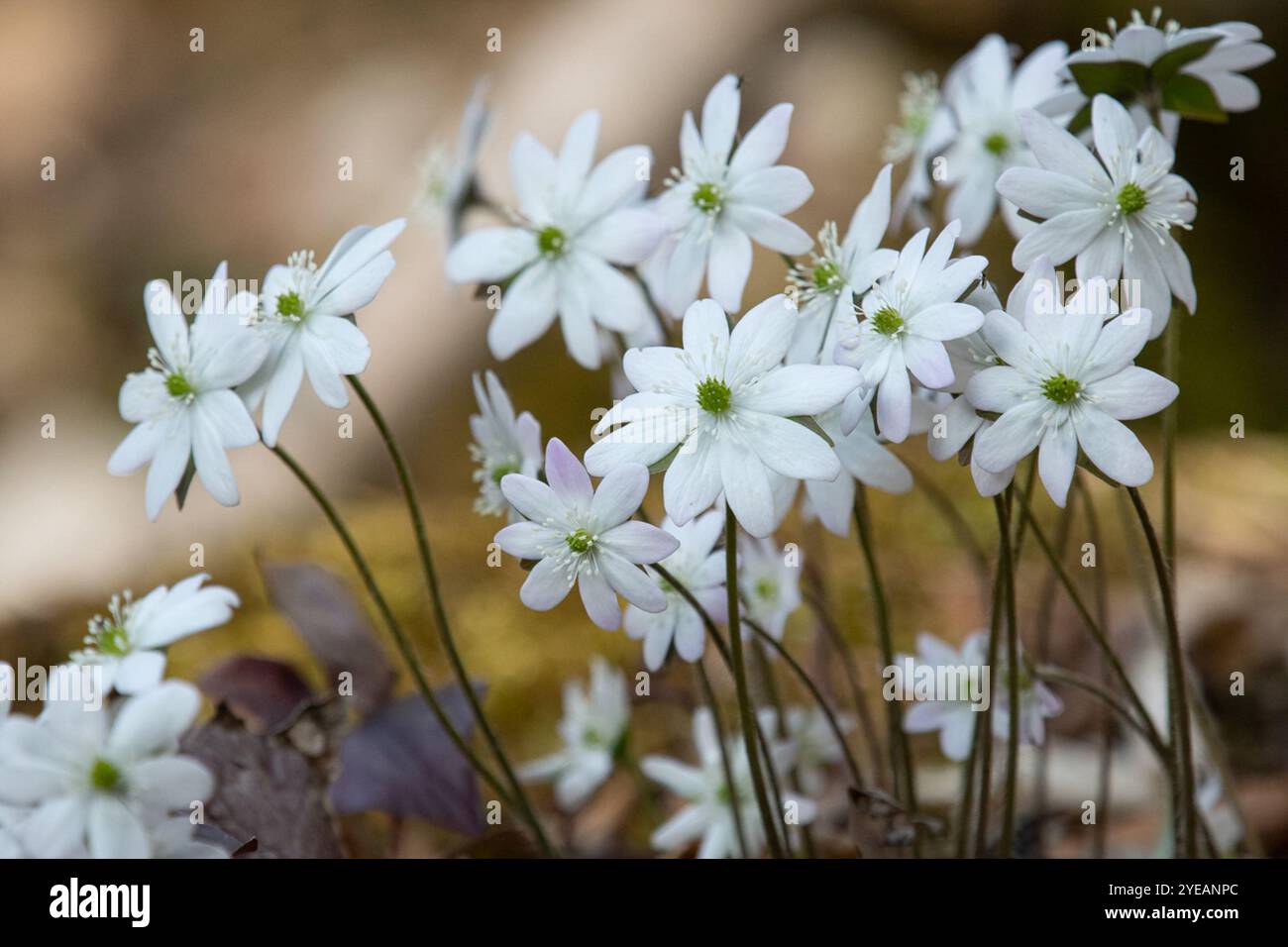 sharp-lobed hepatica (Hepatica acutiloba Stock Photo - Alamy