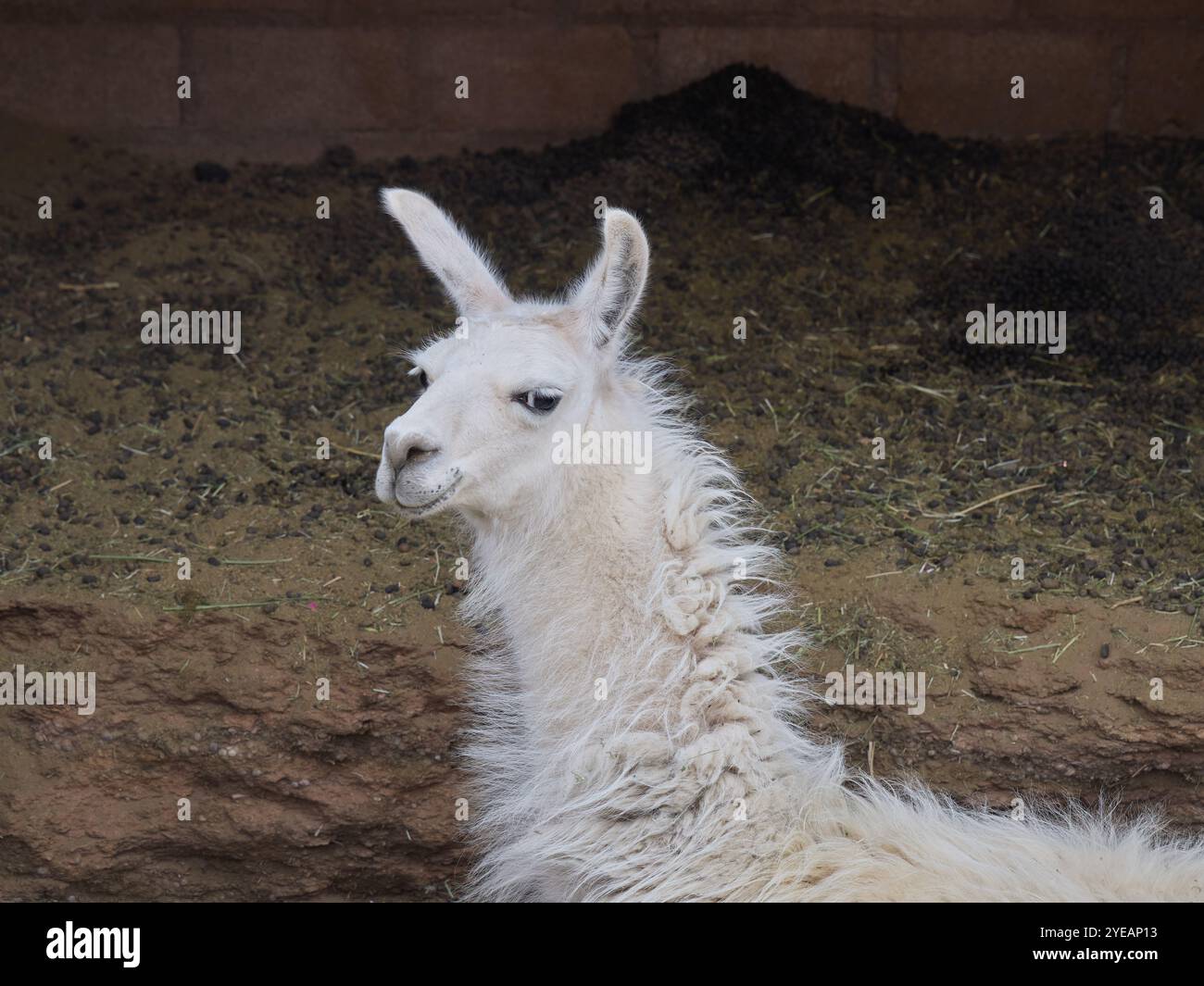Cute Llama portrait close up Stock Photo