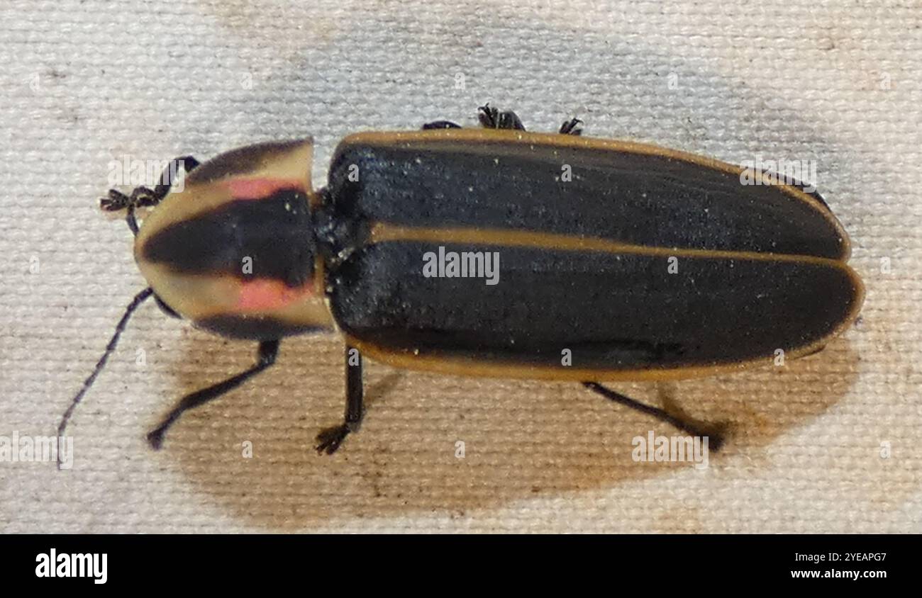 Spring Tree-Top Flasher (Pyractomena borealis Stock Photo - Alamy