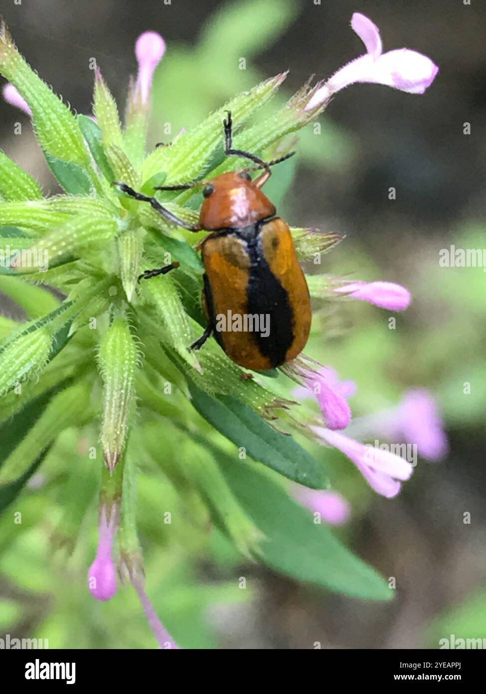 Clay-colored Leaf Beetle (Anomoea laticlavia Stock Photo - Alamy