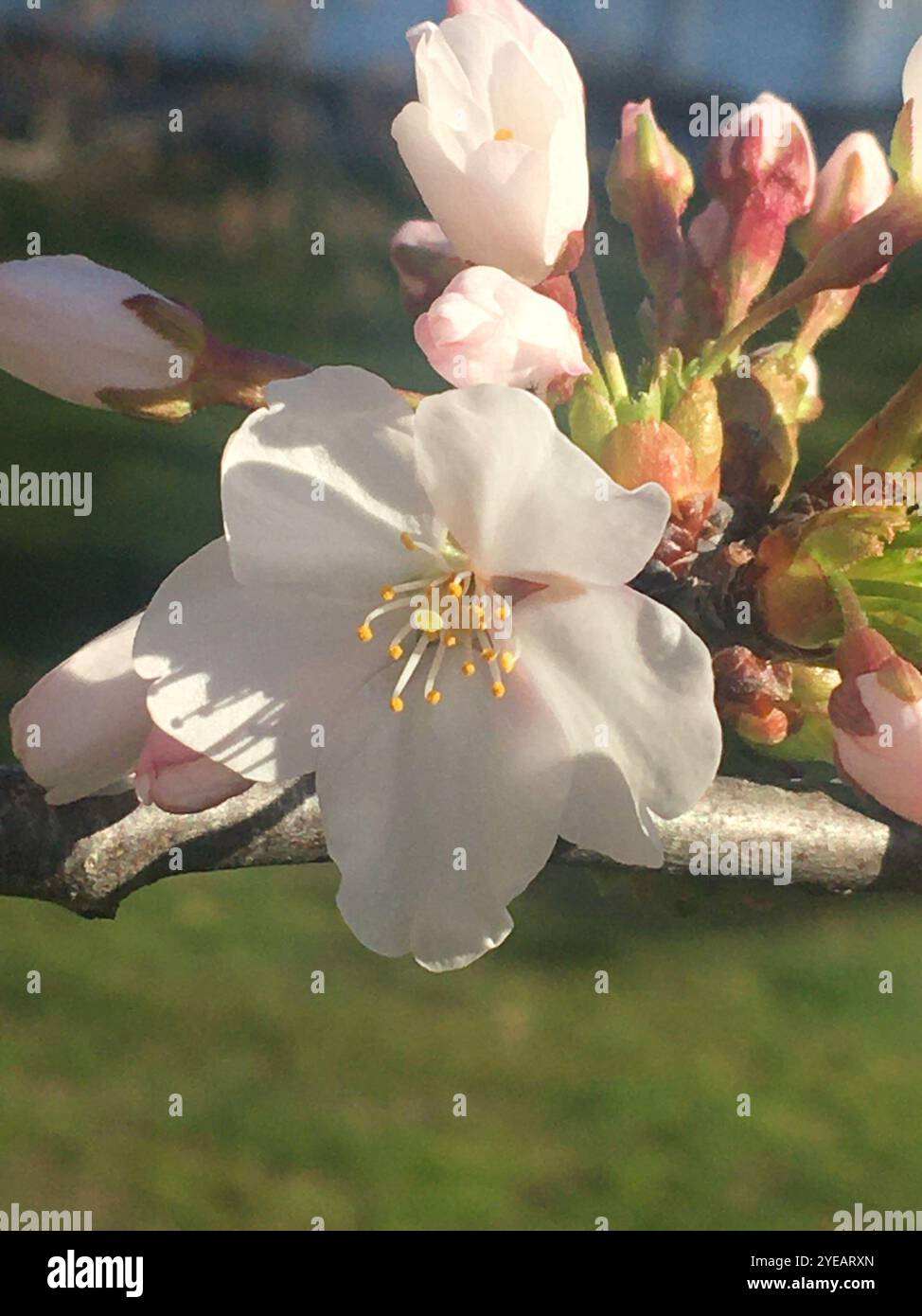 Yoshino cherry (Prunus × yedoensis Stock Photo - Alamy