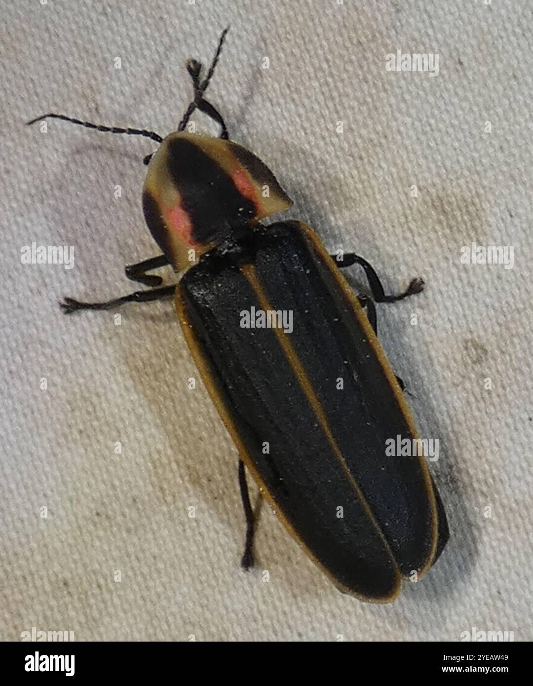Spring Tree-Top Flasher (Pyractomena borealis Stock Photo - Alamy