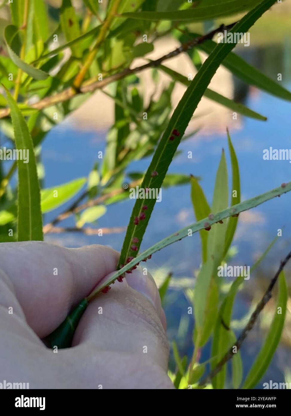 Aculus Sp Willow Bead Gall Mite (Aculus tetanothrix Stock Photo - Alamy