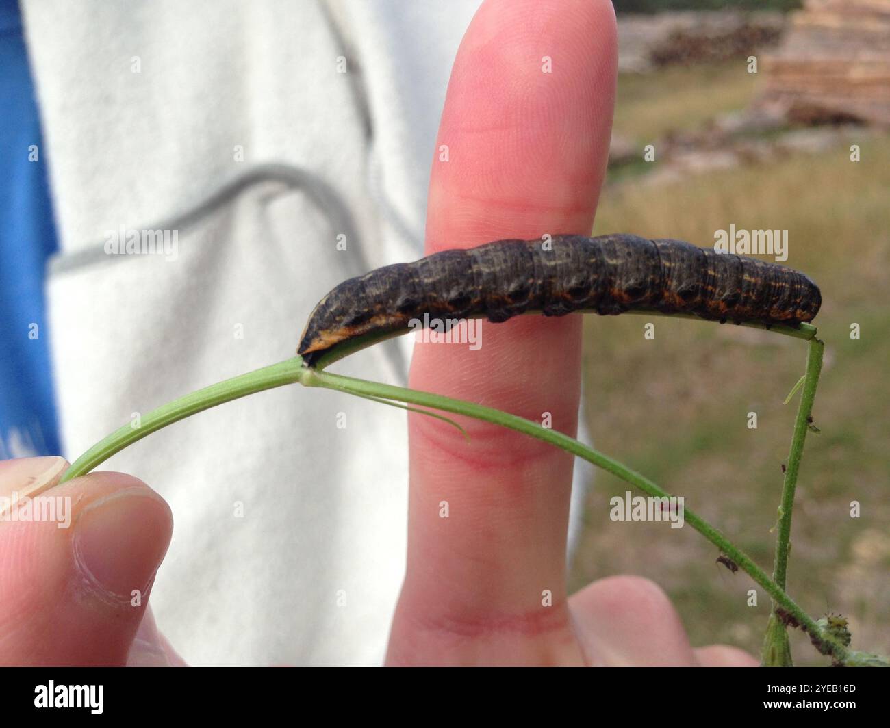 Shark Moth (Cucullia umbratica Stock Photo - Alamy