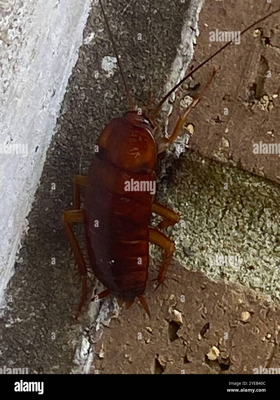 Smoky Brown Cockroach (Periplaneta fuliginosa) Stock Photo