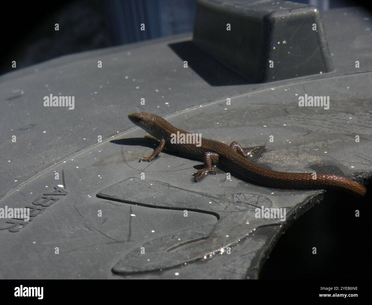 Schreibers' Many-fingered Teiid (Cercosaura schreibersii) Stock Photo