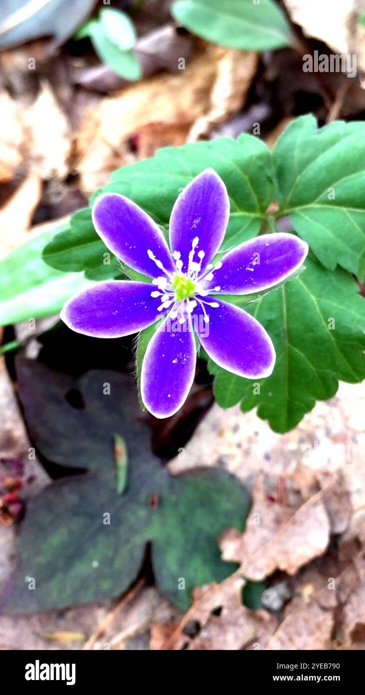 sharp-lobed hepatica (Hepatica acutiloba Stock Photo - Alamy