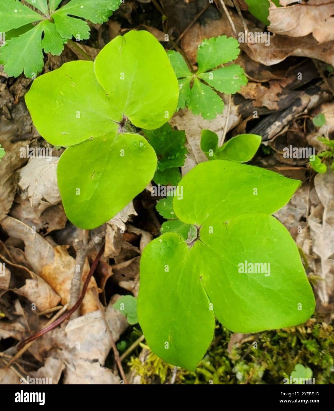 sharp-lobed hepatica (Hepatica acutiloba Stock Photo - Alamy