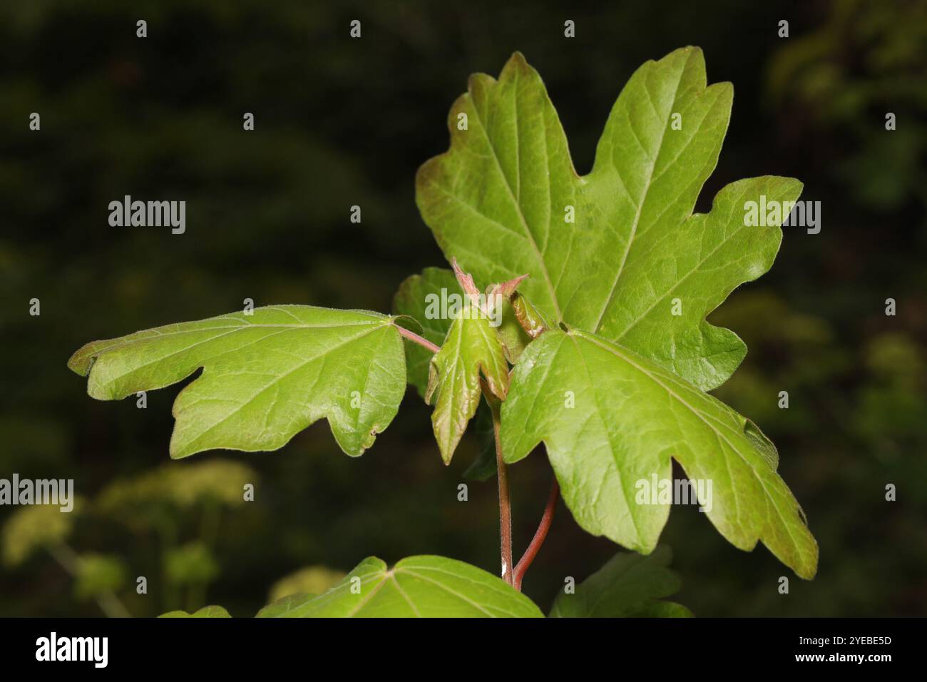 field maple (Acer campestre Stock Photo - Alamy