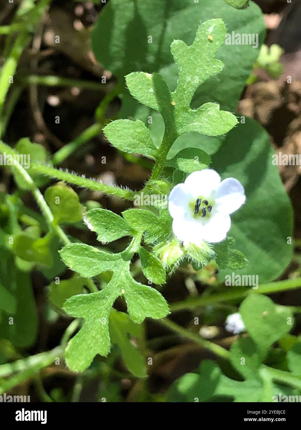 White nemophila (Nemophila heterophylla) Stock Photo