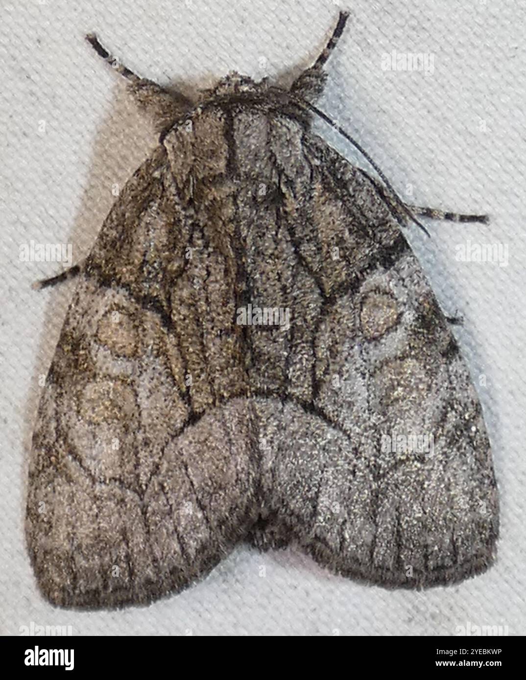 Broth Moth Brother Moth (Raphia frater Stock Photo - Alamy
