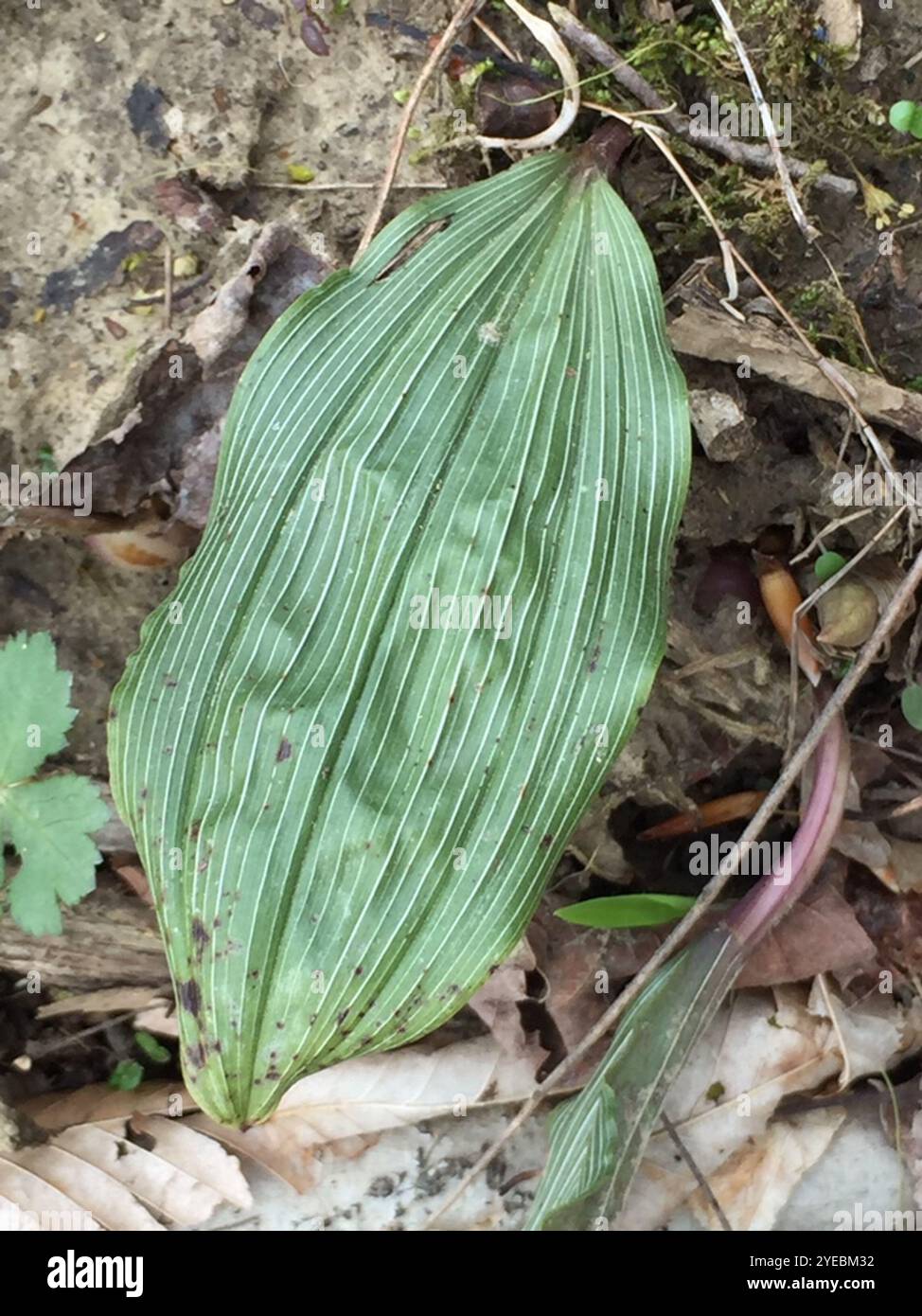 Putty Root Aplectrum hi-res stock photography and images - Alamy