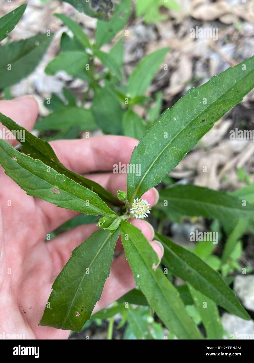 thumbnail image 2 of False Daisy Powder (Eclipta Prostrata) – 100% Natural Herb For Herbal Remedies By Schmerbals Herbals 2 of 6