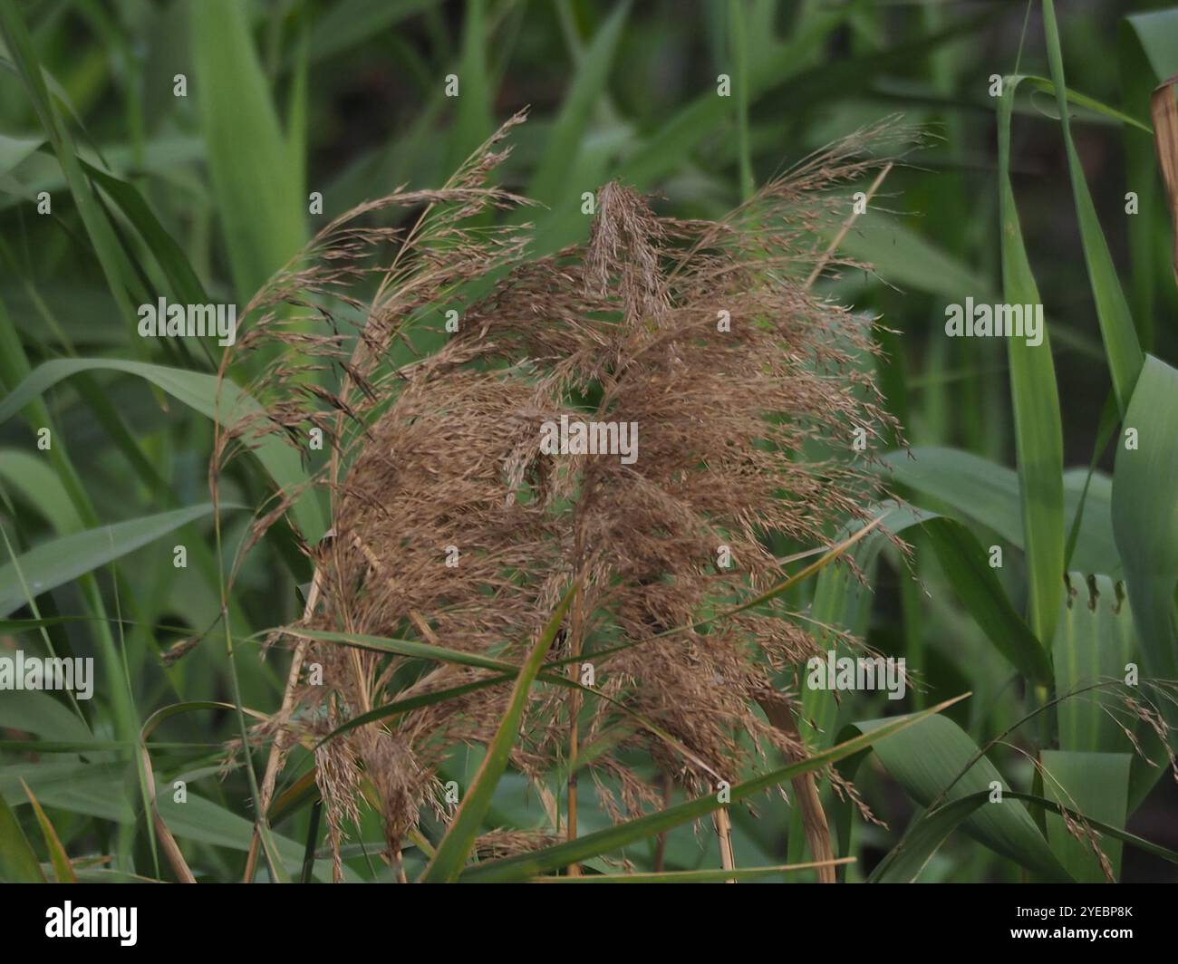 common reed (Phragmites australis Stock Photo - Alamy
