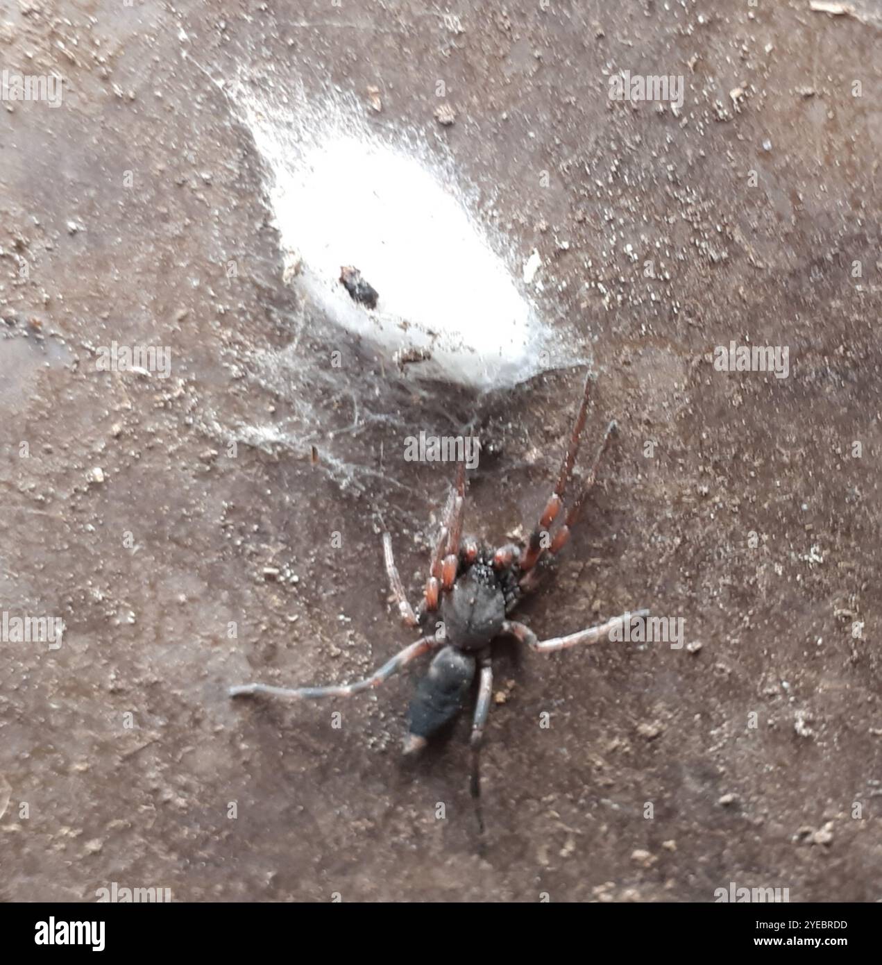 Eastern White-tail Spider (Lampona murina Stock Photo - Alamy