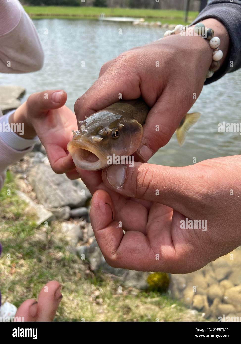 Creek Chub (Semotilus atromaculatus Stock Photo - Alamy